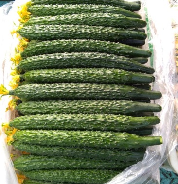 密刺黄瓜 25公分以上 鲜花带刺