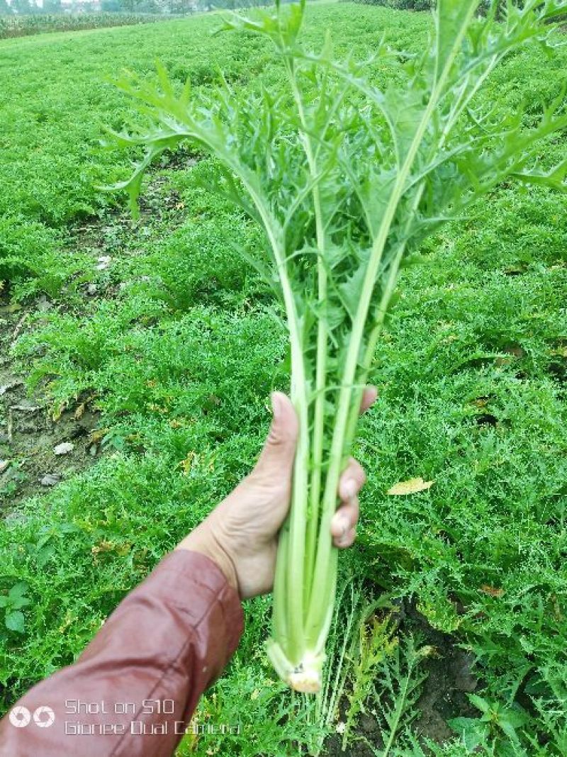 雪里红 芥菜2两以上,鲜货