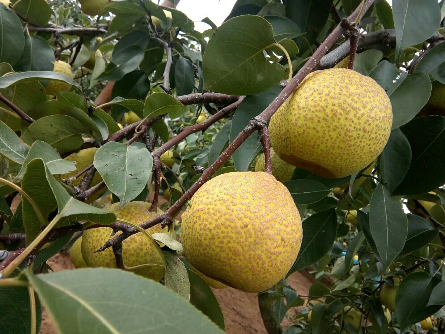 山东莱阳黄金梨核心产区航拍：连片标准化梨园依丘陵缓坡分布，行距规整，枝叶浓绿，部分果树挂满金黄果实，远处可见现代化分选加工中心建筑