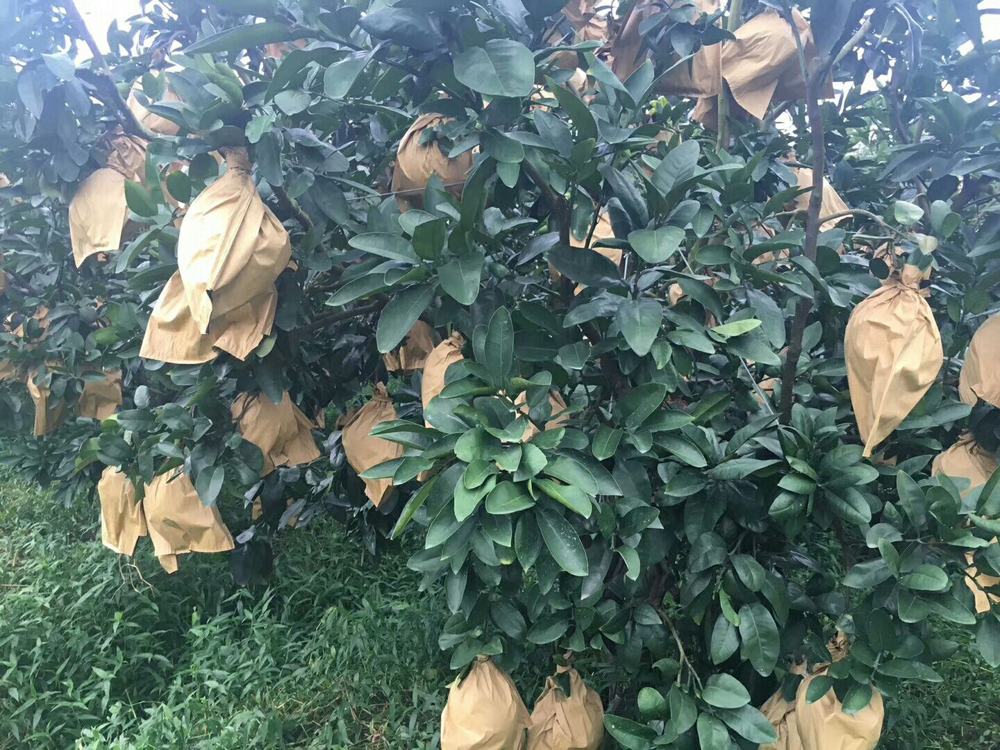 蜜柚专用双层纸袋产品展示,包含不同规格与透气孔设计 蜜柚套袋产品展示图