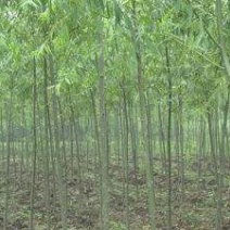柳树种条2.5~3m
