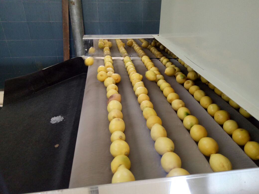 安岳柠檬分拣包装车间实景