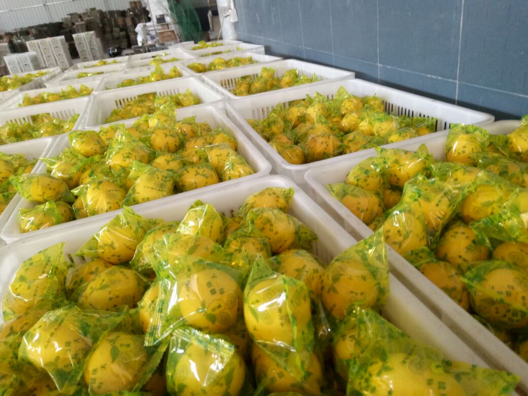 透明真空袋装的新鲜柠檬叶,内含5-6片完整嫩叶,背景为白色托盘,旁边放置一张标签纸,写着‘安岳柠檬·新鲜柠檬叶·采摘日期:2025年4月5日’,体现规范化包装 市场销售包装的新鲜柠檬叶产品特写