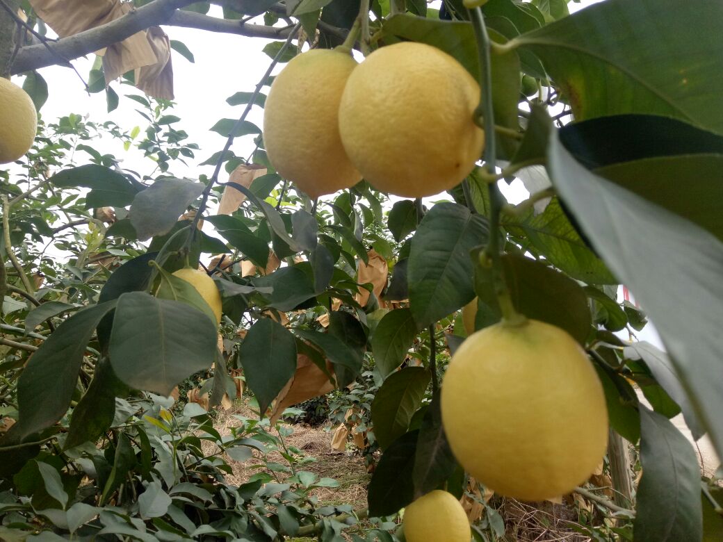 安岳柠檬果园,阳光下的柠檬树挂满金黄果实,绿叶与黄果交相辉映,展现出一派丰收景象 安岳柠檬果园