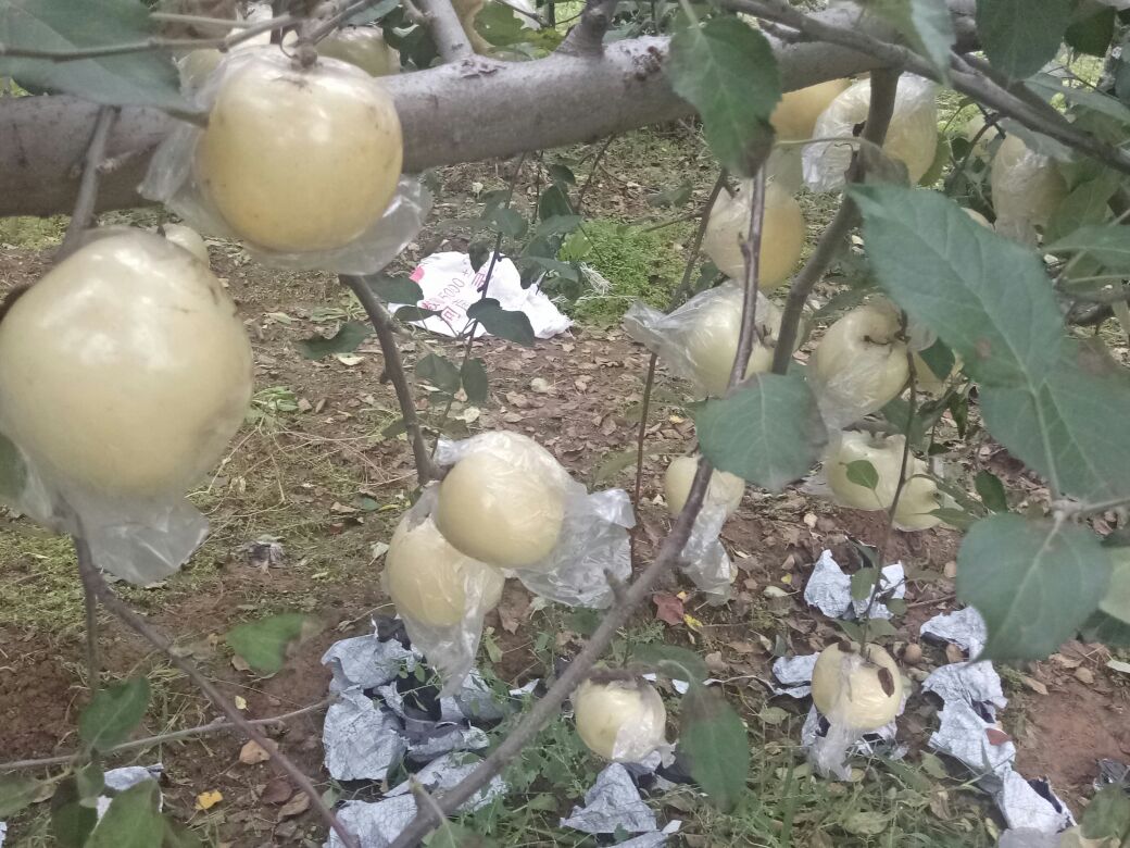 三门峡果农采摘黄元帅苹果场景
