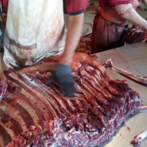 马肉冷冻
