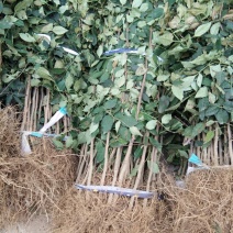 花椒苗0.5~1年