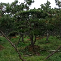 造型松10公分