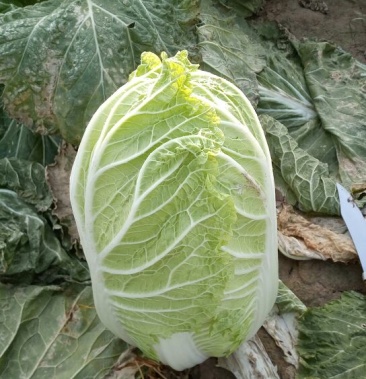 义和秋白菜 净菜 4~6斤