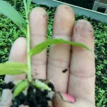 白芨种苗10~20cm