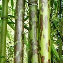 斑竹2~3m