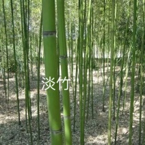 淡竹3~4m