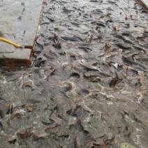 八须鲢规格美丽价格优惠食用活鱼