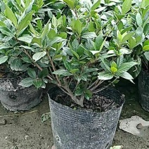 小叶栀子20cm以上16~18cm3.5~4米
