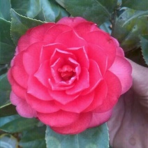 茶花20~30cm