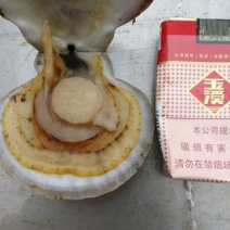 扇贝食用鲜活5~10只/kg