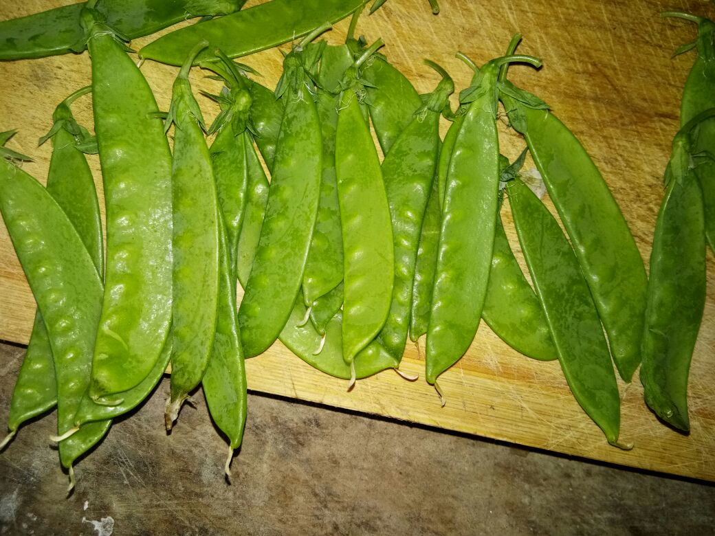荷兰豆去筋处理过程