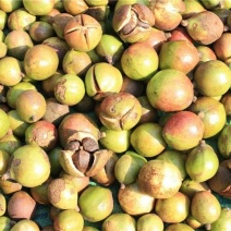 茶树油