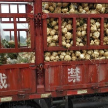 凉薯500~1000g