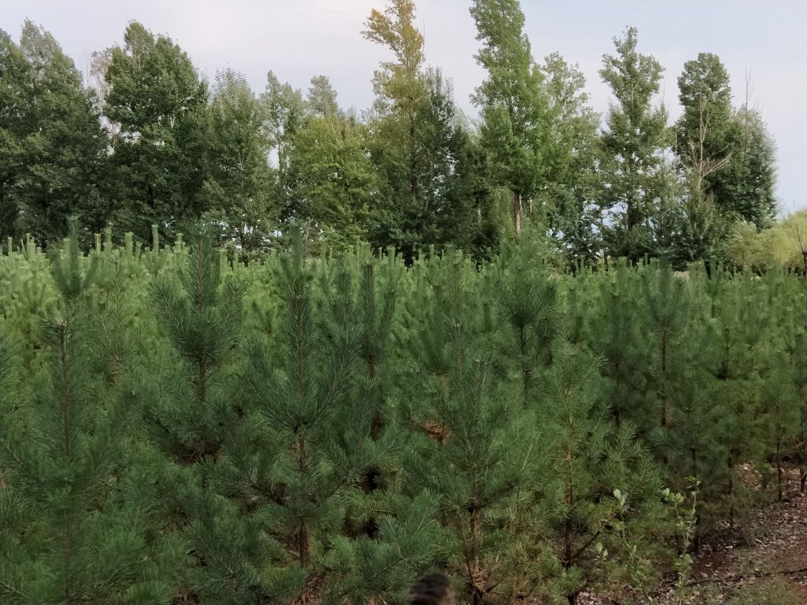 雅江松茸半人工促繁示范区现场操作图