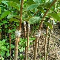 番石榴苗80~100cm
