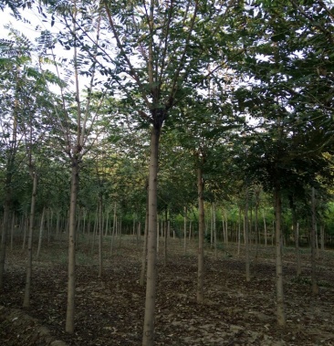 千头椿 14~16cm 8~10cm 3.5~4米