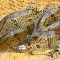 鳜鱼30~40cm食用活鱼