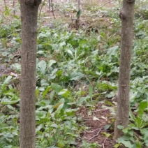 红花木槿树6~8cm4~6cm1.5~2米