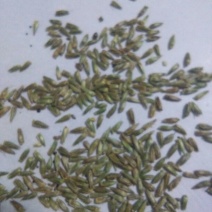 牛膝种子