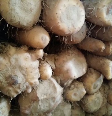 九斤黄山药 4~6厘米 一级 通货 50~70厘米