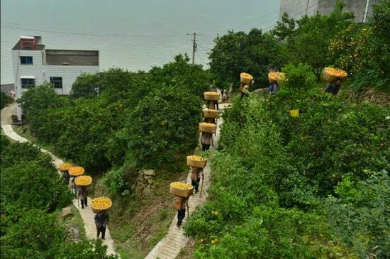 一位身穿蓝色工作服的果农正站在梯子上,仔细地采摘挂在高处的金黄色秭归橘子,脚下是铺满落叶的土地,周围树木繁茂,果实累累,阳光透过树叶洒下斑驳光影,呈现出一派丰收喜悦的劳动场景 果农在果园中采摘成熟的秭归橘子