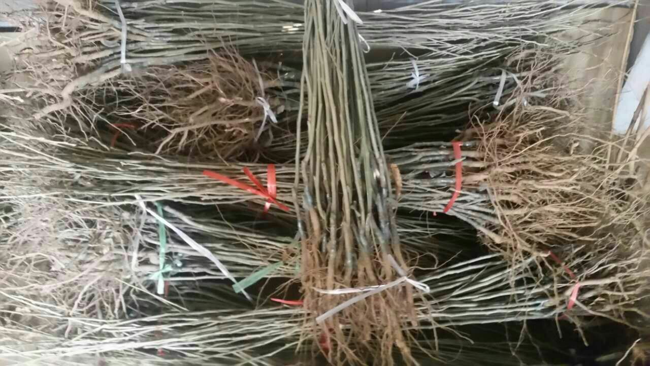 板栗产业链各环节价值占比可视化金字塔:底层种植端占总产值18.7%,初加工(去壳/烘干)占24.1%,精深加工(栗蓉/栗酱/休闲零食)占31.5%,品牌营销与渠道(含电商、商超、文旅)占25.7%;箭头标注高附加值环节技术门槛与资金门槛说明 板栗产业链价值分配金字塔图