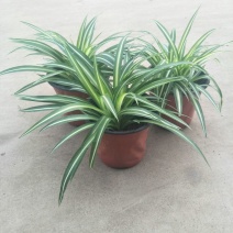 吊兰30cm以下