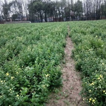 菊花茶一级