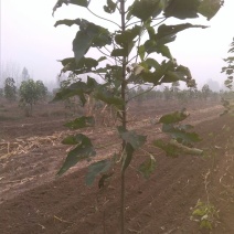 珙桐树苗10~20cm