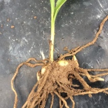 三叉白芨种苗10~20cm