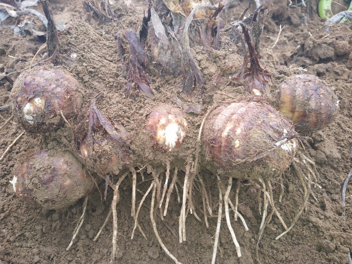 芋头8520植株与块茎形态 芋头8520植株与块茎形态