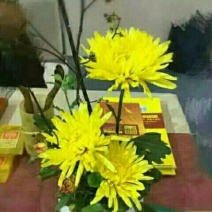 菊花茶一级