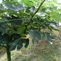 无花果树1.5~2m