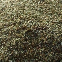 牛膝种子