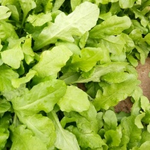 荠菜10cm以上