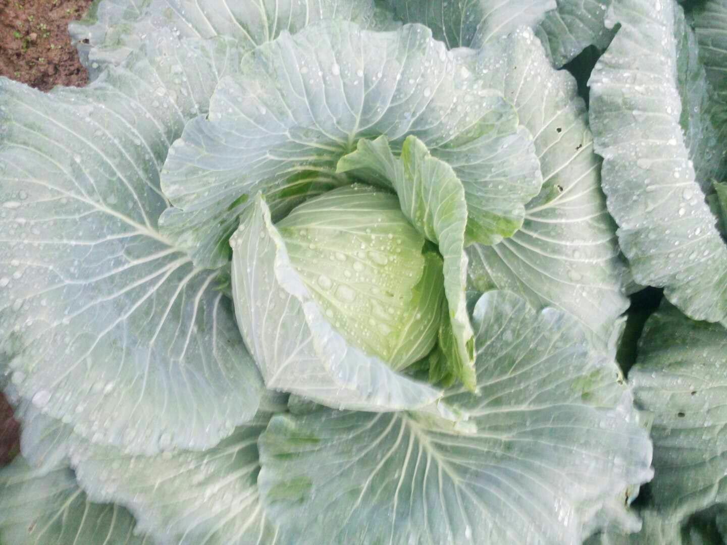 木质托盘上摆放着五种不同的野菜:荠菜、蒲公英、马兰头、苦荬菜和蔊菜,每种都标注了手写字样,背景为春日田野,土壤湿润,叶片沾有露珠 多种野菜拼盘展示