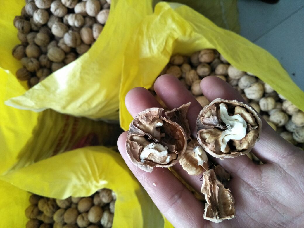 工人手工剥开薄皮核桃的过程