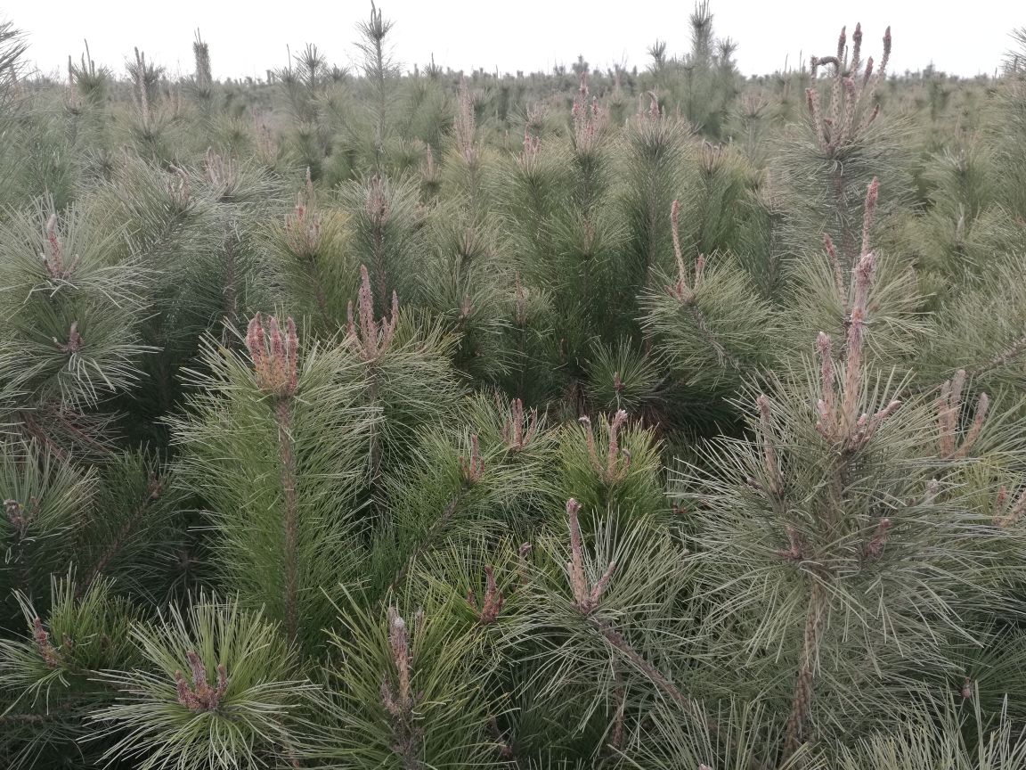 一棵挺拔的油松,展示其笔直的树干和茂密的针叶,背景为山地环境 油松树形展示