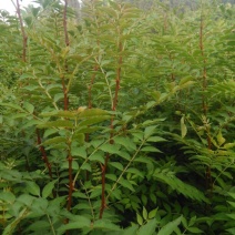 花椒苗0.5~1年