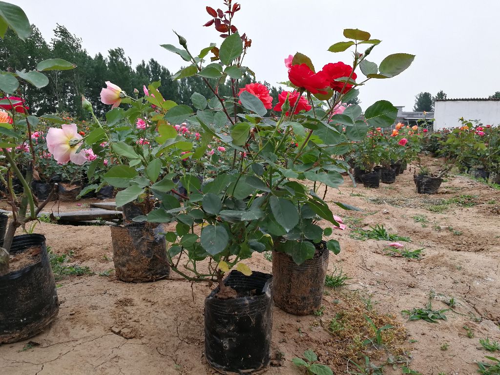 大花月季在不同季节的生长状态对比图，展示其适应性强的特点