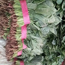 菠菜20~25厘米本地长年供应各种蔬菜