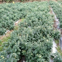 金丝皇菊茶特级