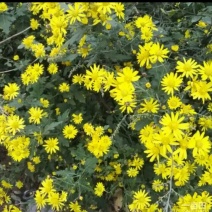 野菊花袋装