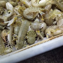 皮皮虾活虾